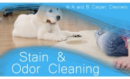 Pet Stain and Odor Removal - Dumbo 11201
