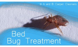 Bed Bug Treatment - Dumbo 11201